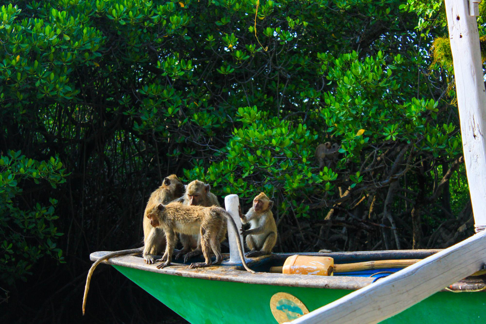 Monkey tour