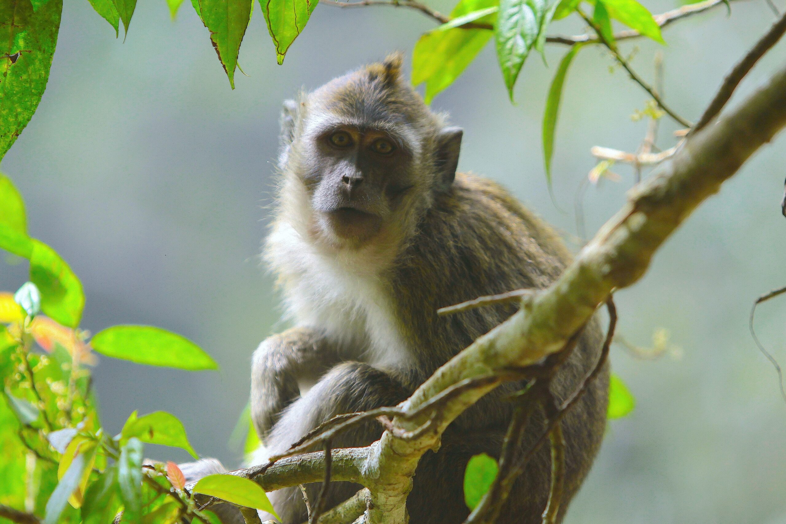 Monkeys and ATV Combo