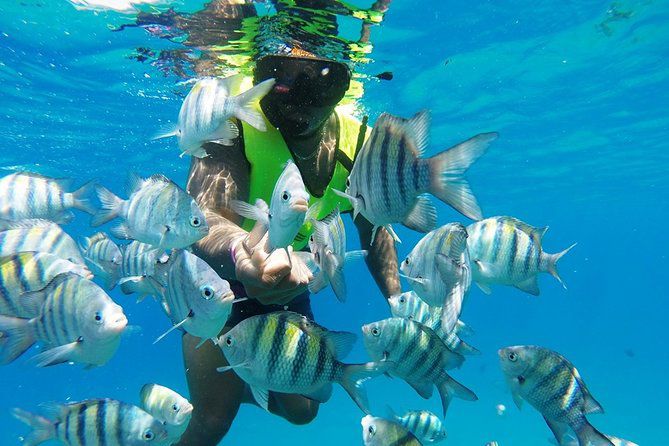 Best Deals for Paradise Island (Cayo Arena) 1