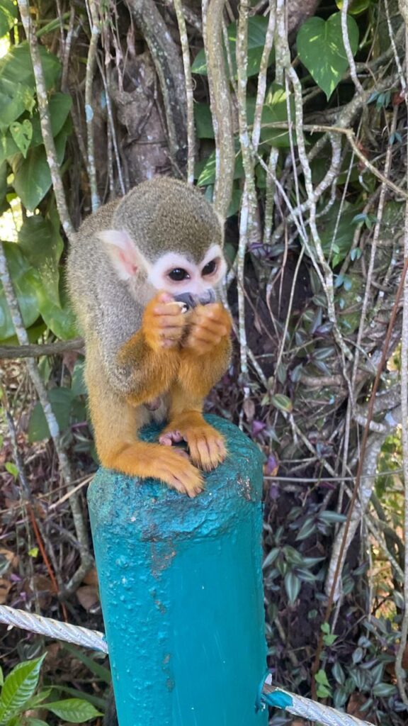 Best Waterfall y Monkeys Vacation Package 1