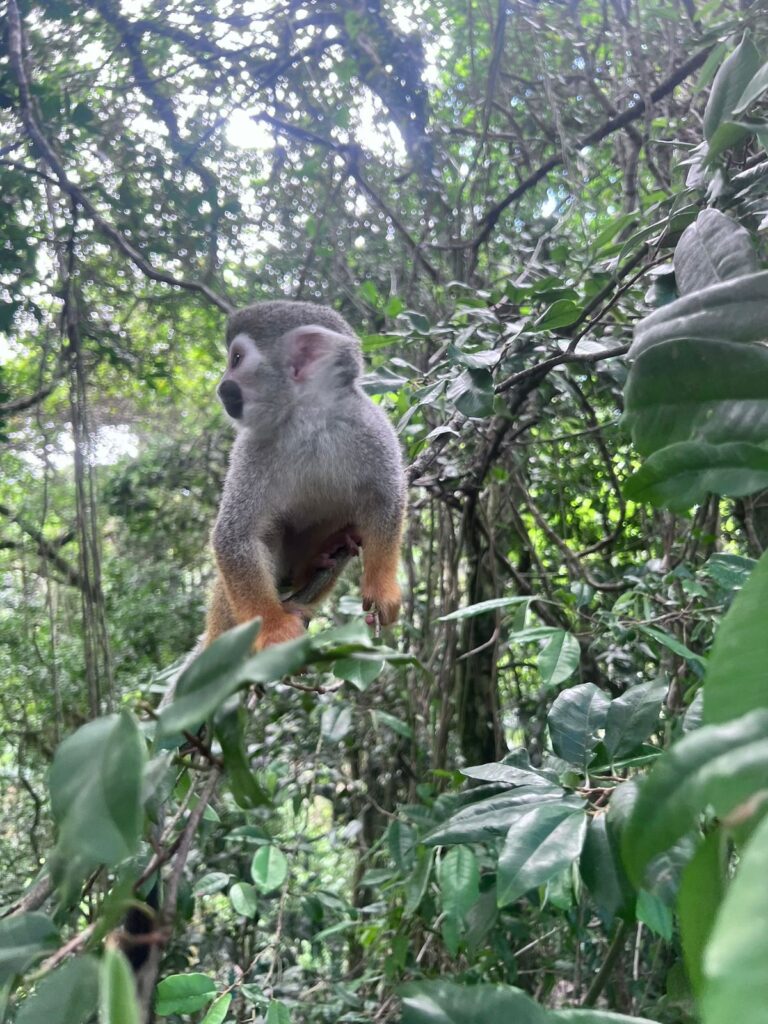 Best Waterfall y Monkeys Vacation Package 2