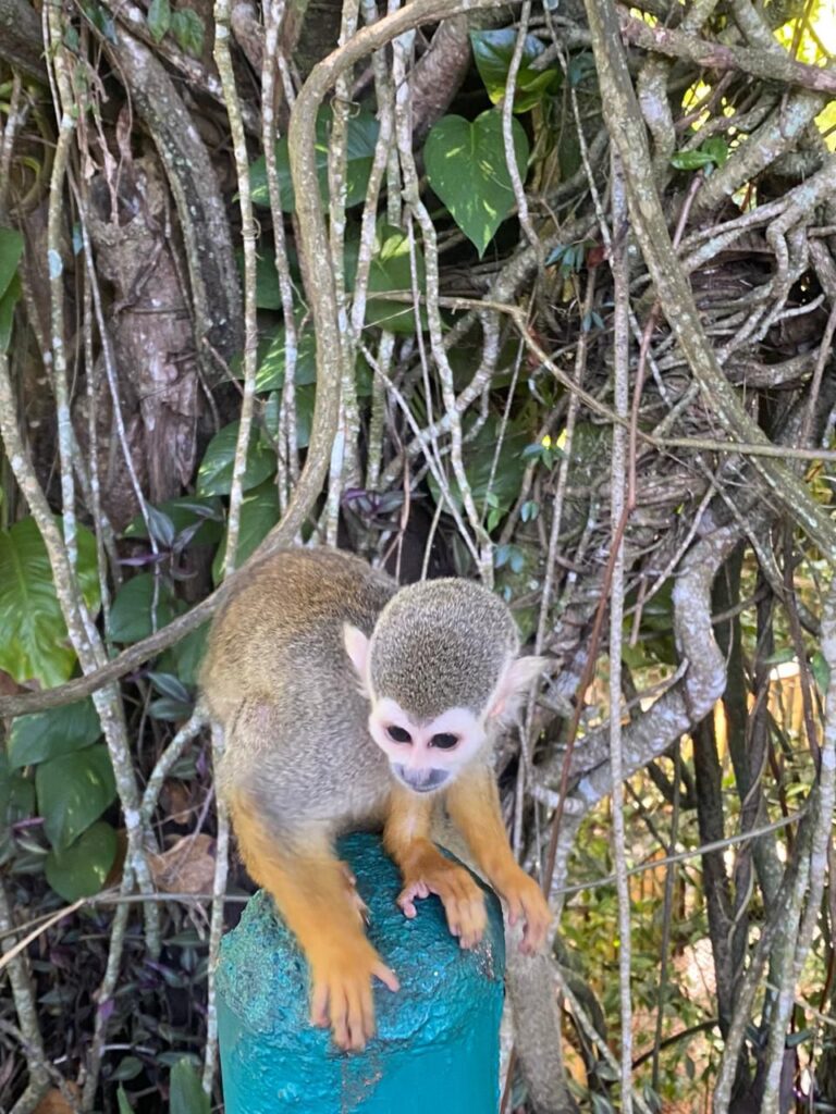 Best Waterfall y Monkeys Vacation Package 8